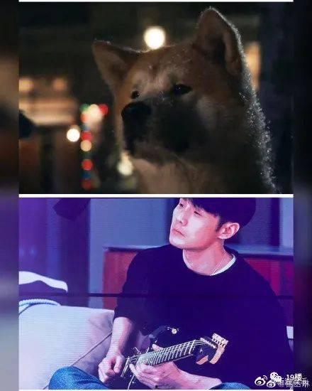 黑色柴犬吃瓜,黑色柴犬的瓜田奇遇记