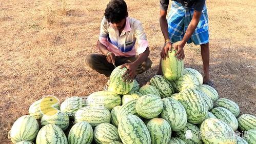 男人吃瓜怎么吃,如何优雅地享受夏日清凉