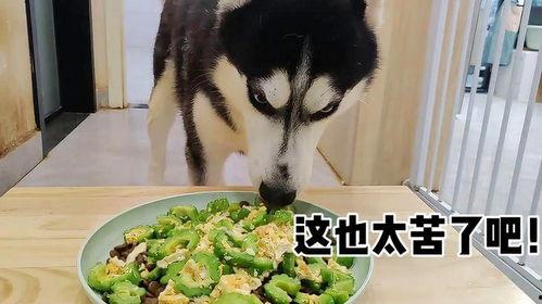 幼犬可以吃凉瓜吗怎么吃