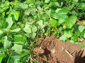 土瓜怎么炒着吃,家常美味新尝试