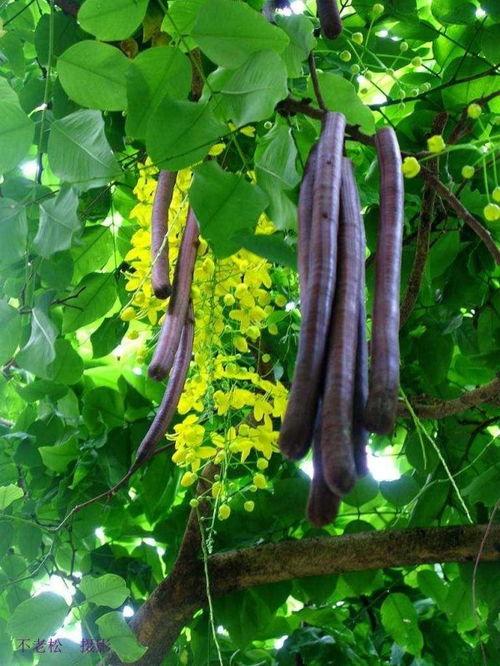 八卦吃瓜缅甸,揭秘缅甸的神秘面纱