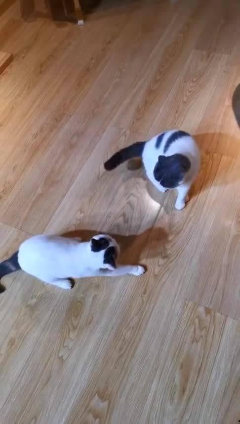 大喵吃大瓜,一场趣味横生的美食冒险之旅