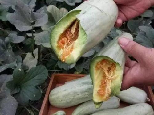 ucsd吃瓜孕妇,揭秘校园里的温馨一幕